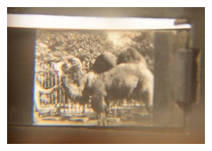 Kinora clip showing a camel and zookeeper. Image © The Bill Douglas Cinema Museum